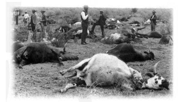 “喝牛奶吃牛排”背后的鏖战：牛瘟是如何被根除的？